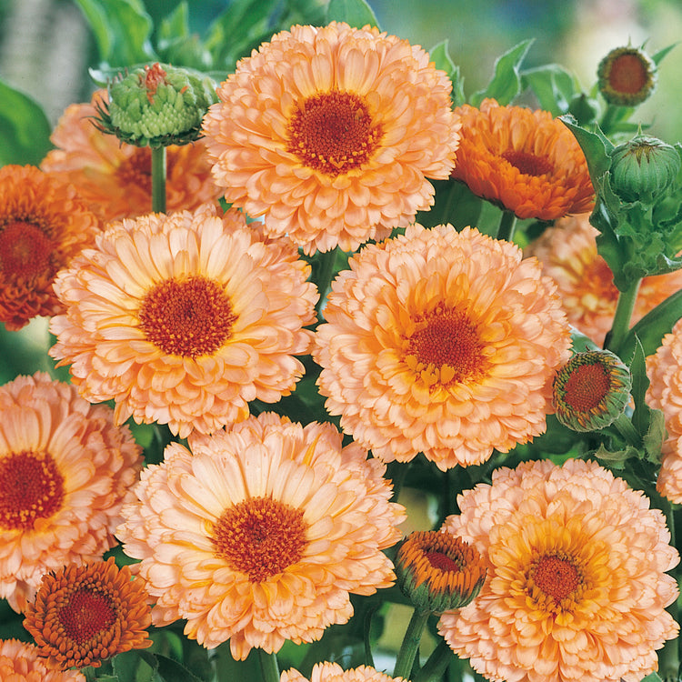 Unwins Calendula Pink Surprise Seeds