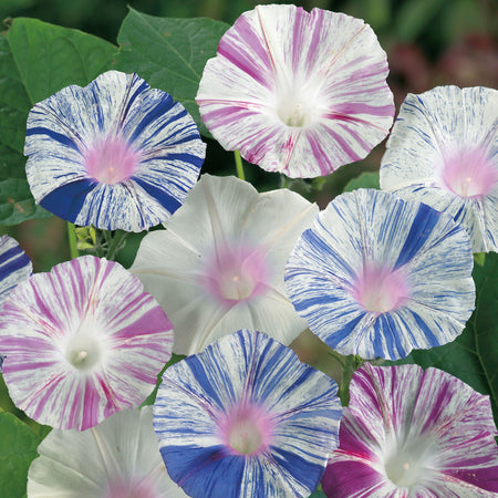 Unwins Morning Glory Carnevale di Venezia Seeds