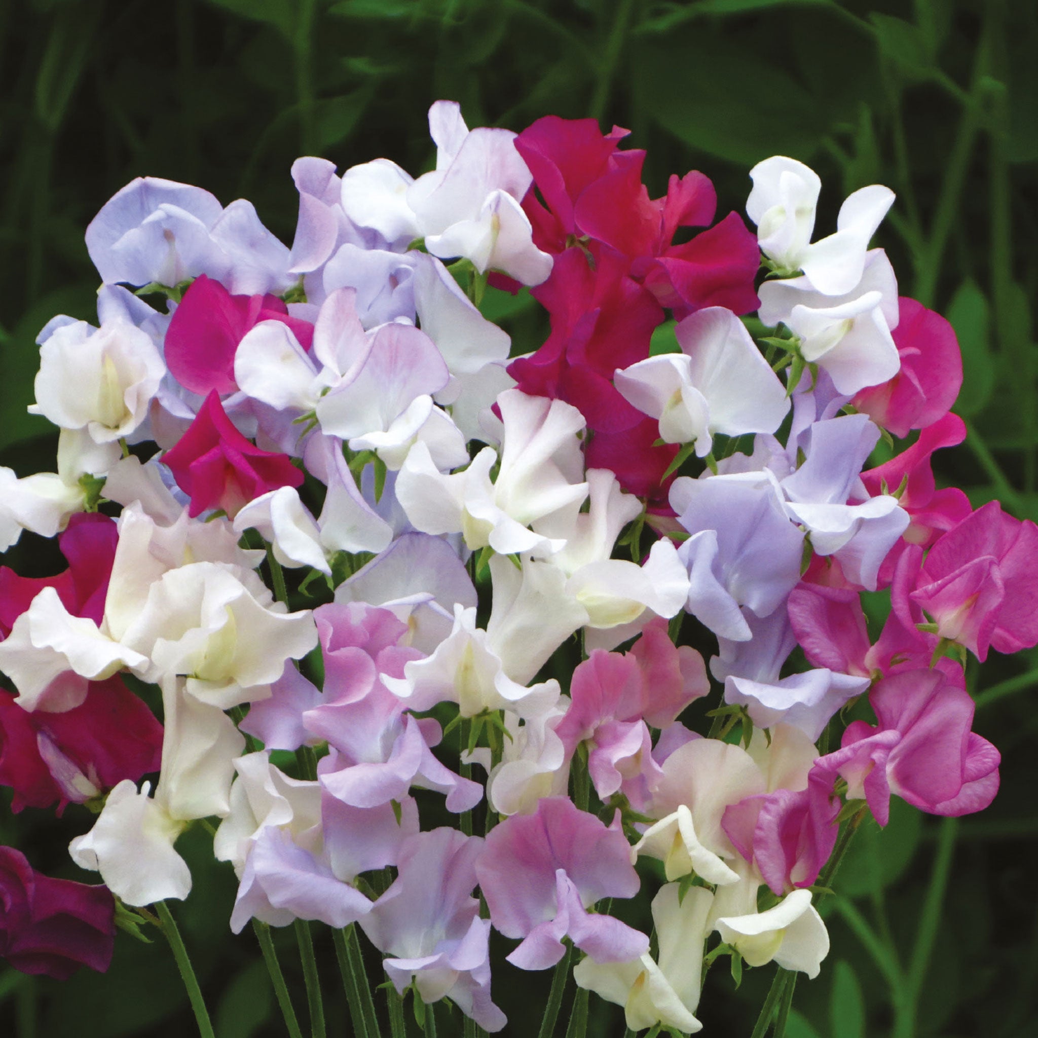 Unwins Sweet Pea Confetti Seeds - Flower Seeds – Unwins UK