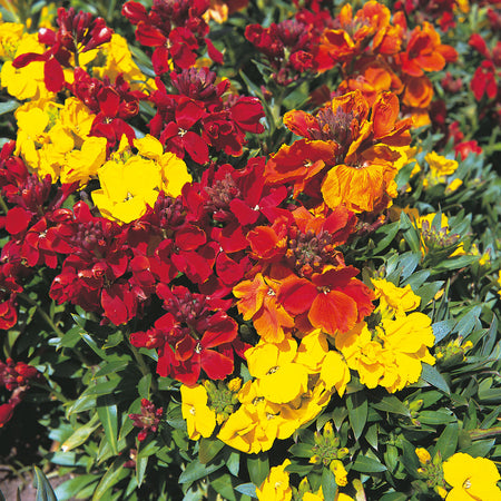 Unwins Wallflower Scented Mix Seeds