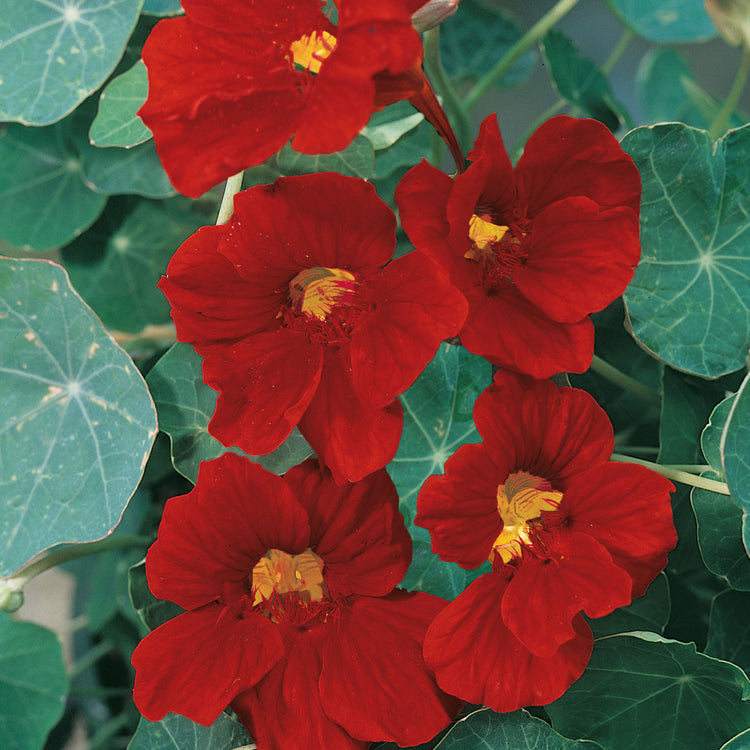 the emperor and the flower seeds Unwins Nasturtium Crimson Emperor Seeds