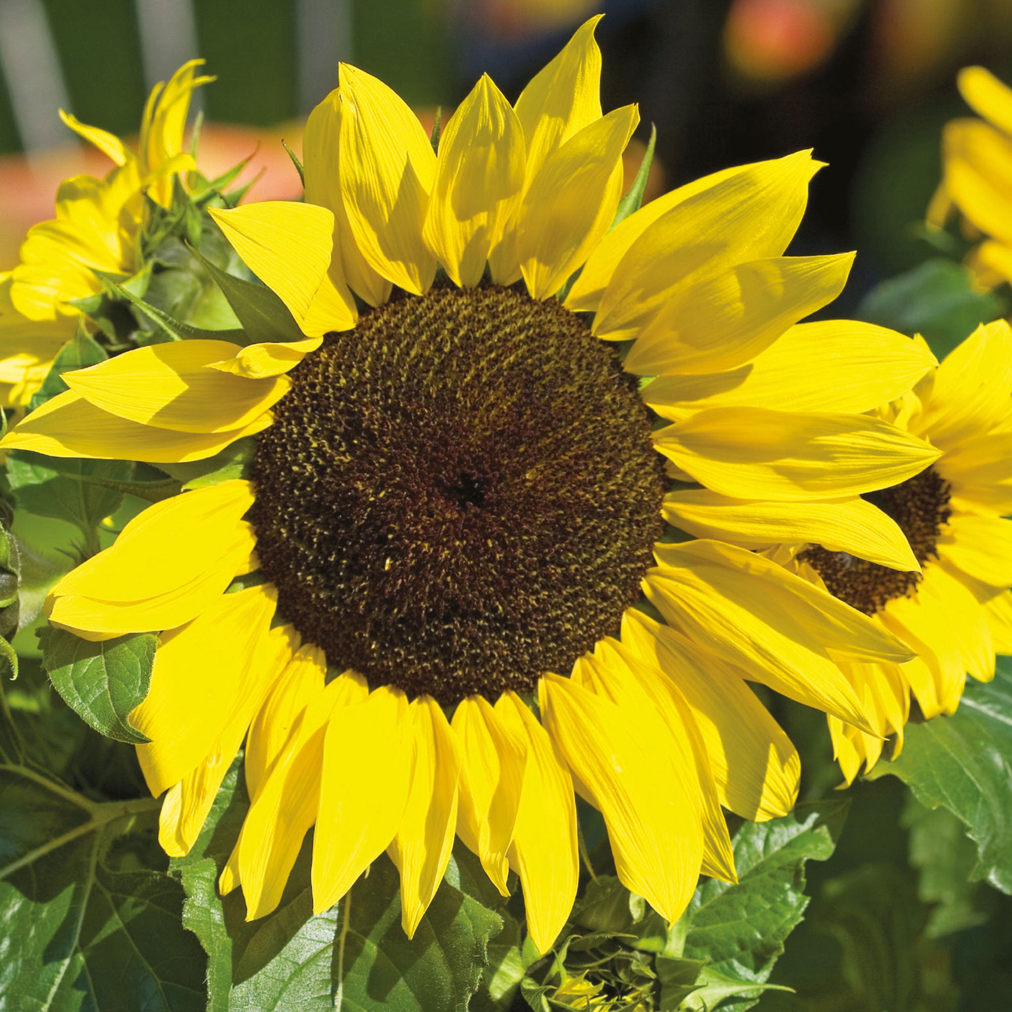 Unwins Sunflower Soleil F1 Seeds - Flower Seeds – Unwins UK