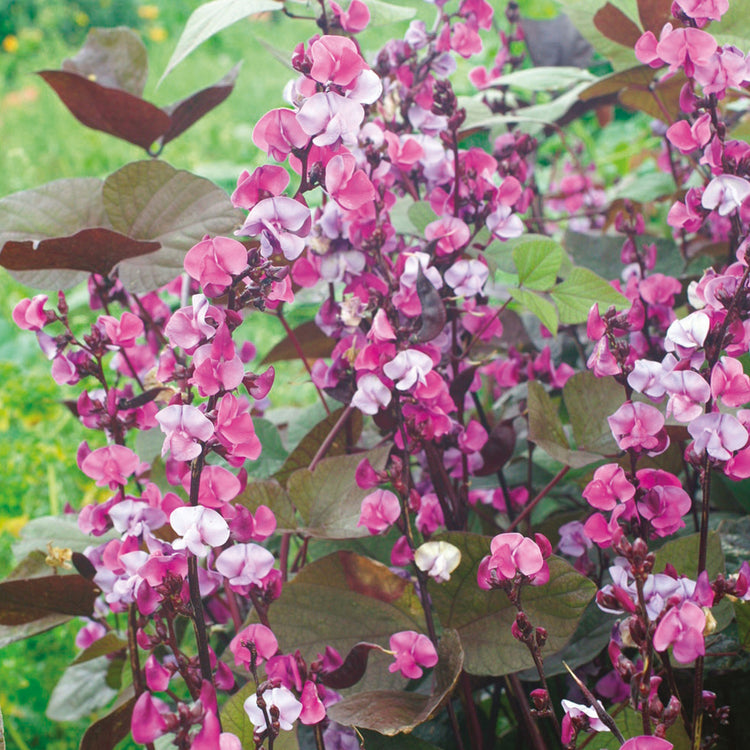 the seeds of the dolichos biflorus plant will agglutinate Unwins Dolichos Lablab Seeds