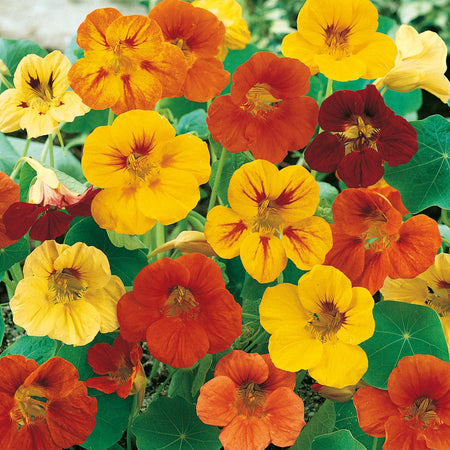 Unwins Nasturtium Maharajah Mix Seeds