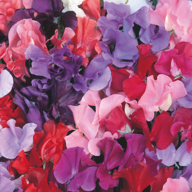 galaxy flower seeds Unwins Sweet Pea Galaxy Mixed Seeds