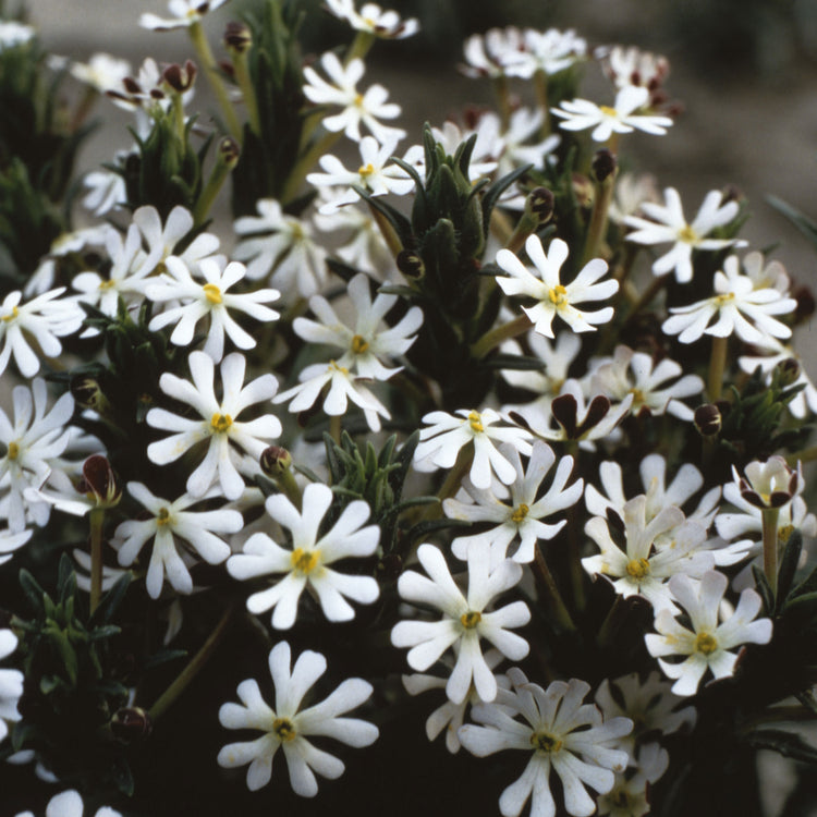 Unwins Night Scented Phlox Midnight Candy Seeds