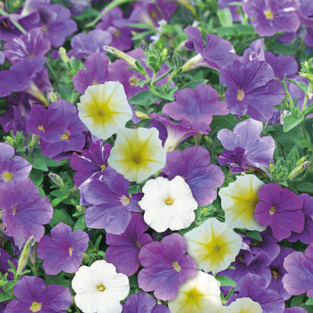 Unwins Petunia Summer Sky Mix Seeds