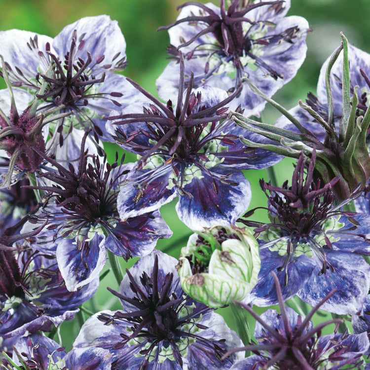 Unwins Love in a Mist Delft Blue Seeds