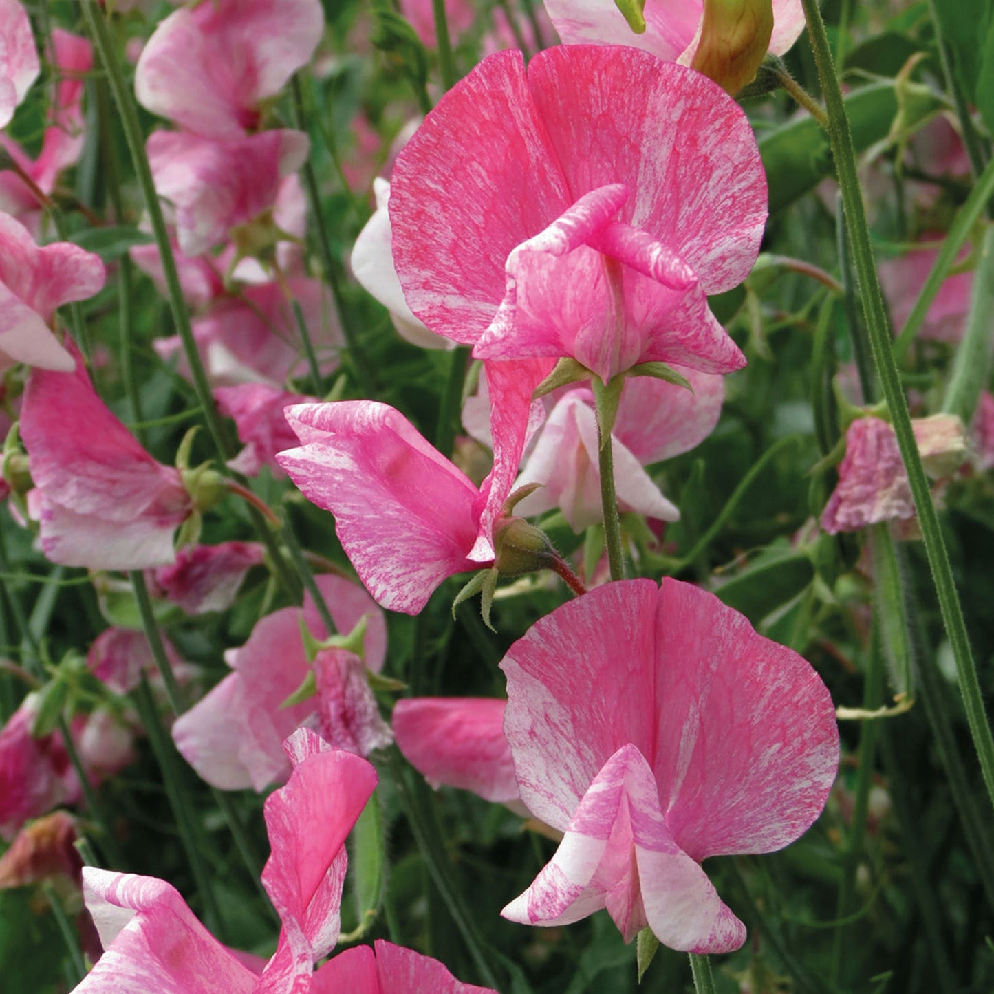 Unwins Sweet Pea Our Heroes Seeds - lifestyle