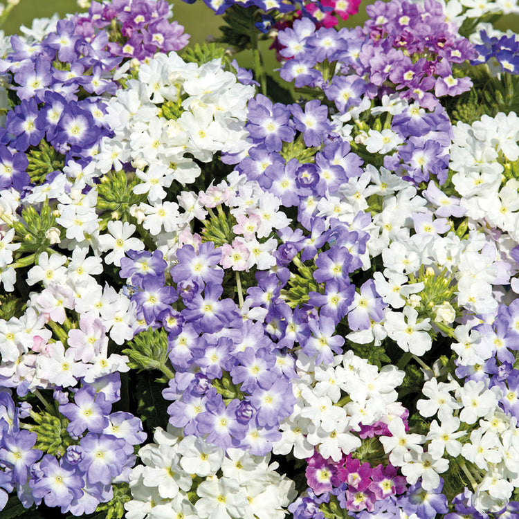 Unwins Verbena Scentsation Mix Seeds