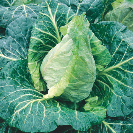 Unwins Pointed Cabbage Durham Early Seeds