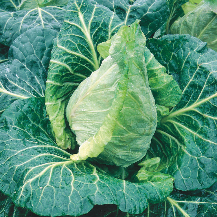 Unwins Pointed Cabbage Durham Early Seeds