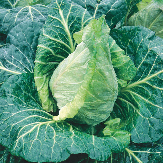 Unwins Pointed Cabbage Durham Early Seeds lifestyle