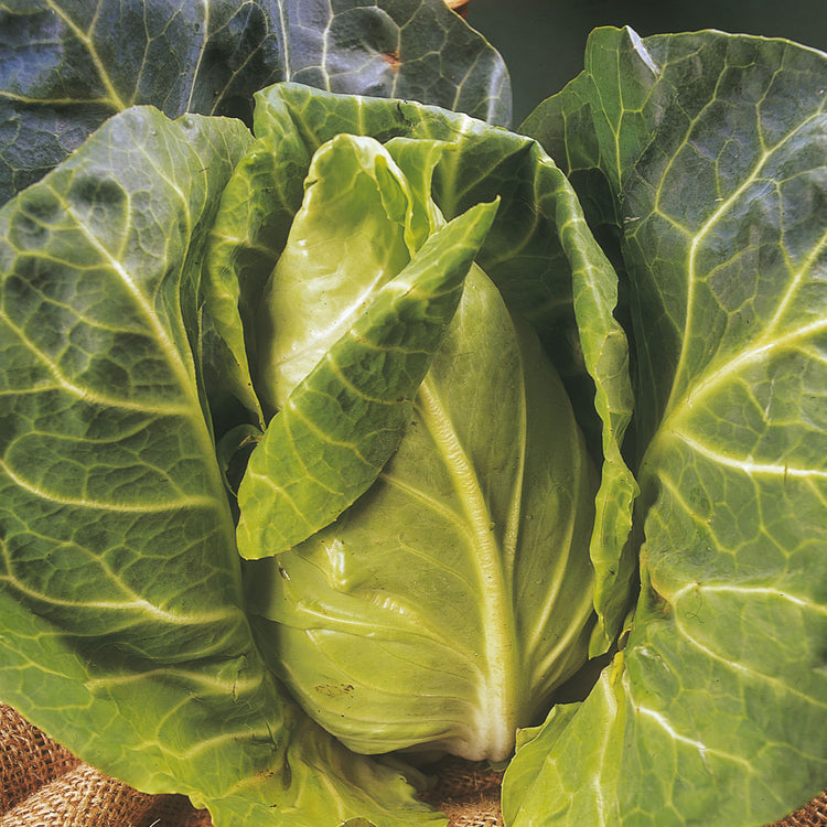 Unwins Pointed Cabbage Greyhound Seeds
