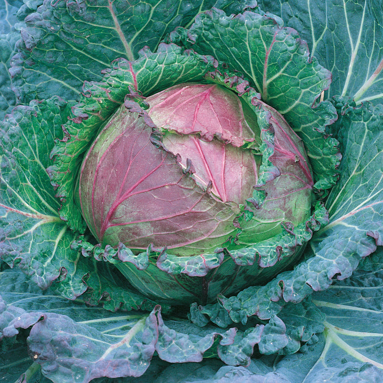 Unwins Round Cabbage January King 3 - Vegetable Seeds – Unwins UK