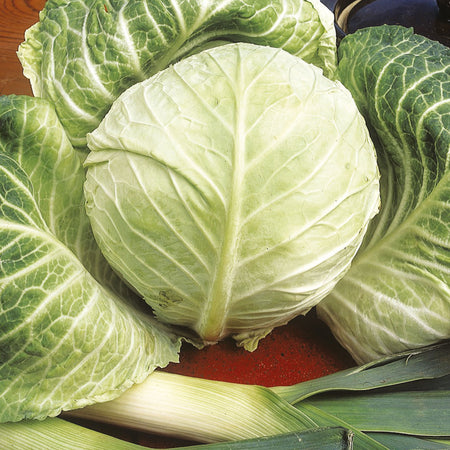 Unwins Round Cabbage Primo Seeds