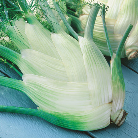 Unwins Fennel Perfection Seeds