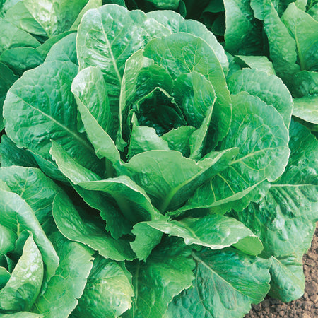 Unwins Cos Lettuce Lobjoits Green Seeds