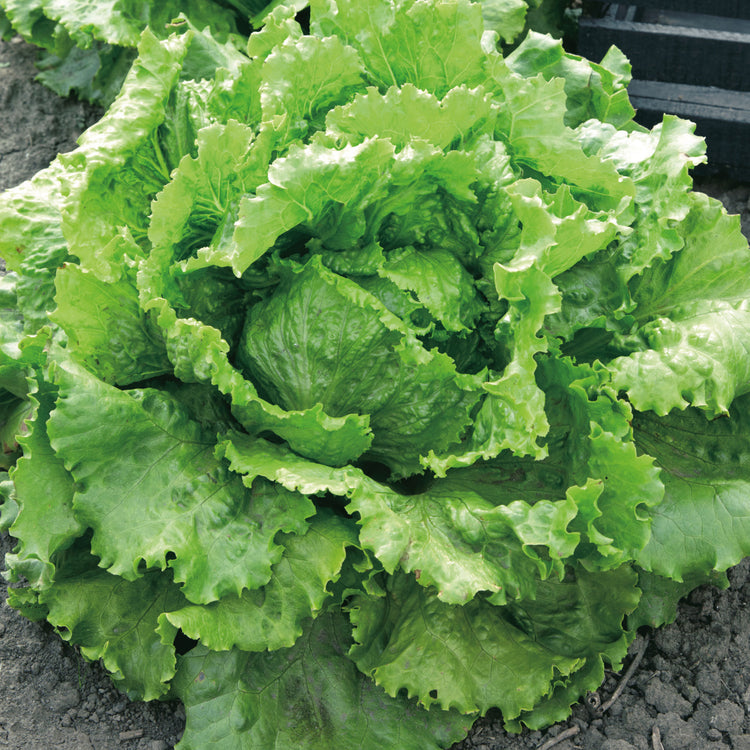 Unwins Crisphead Lettuce Webbs Wonderful Seeds