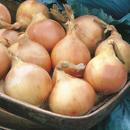 Unwins Onion Bedfordshire Champion Seeds