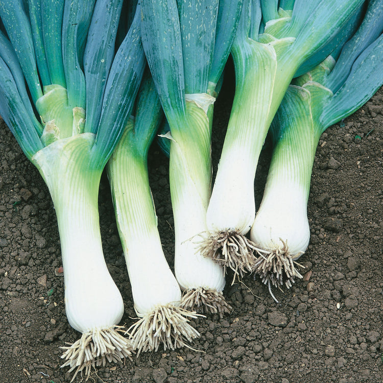Oinion Spring Unwins Spring Onion Shimonita Seeds - Vegetable Seeds – Unwins UK