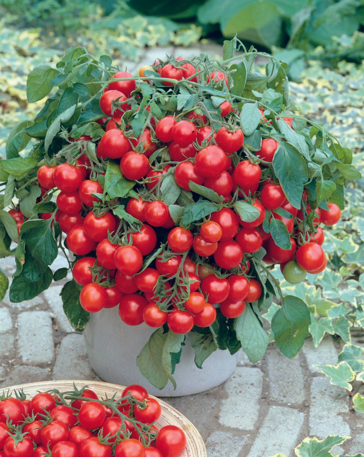 Unwins Cherry Tomato Garden Pearl Seeds - lifestyle