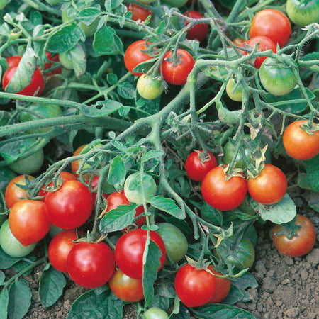 Unwins Cherry Tomato Red Alert F1 Seeds