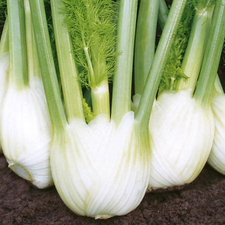 Unwins Fennel Solaris F1 Seeds