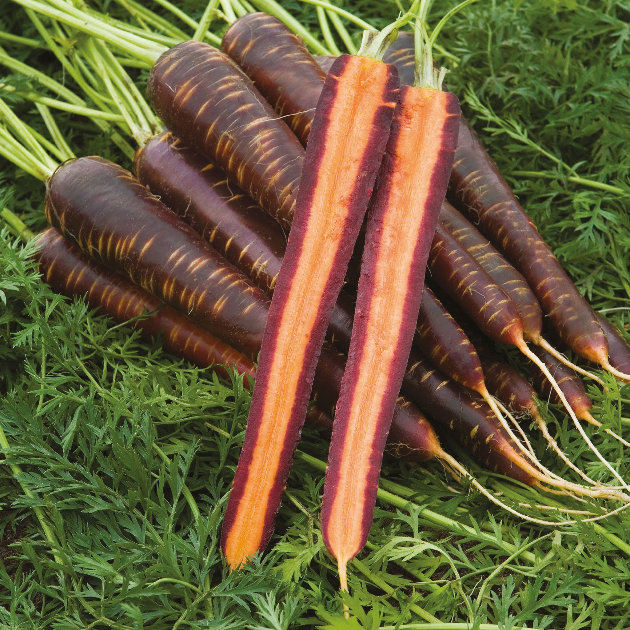 Unwins Carrot Purple Haze Seeds - Vegetable Seeds – Unwins UK