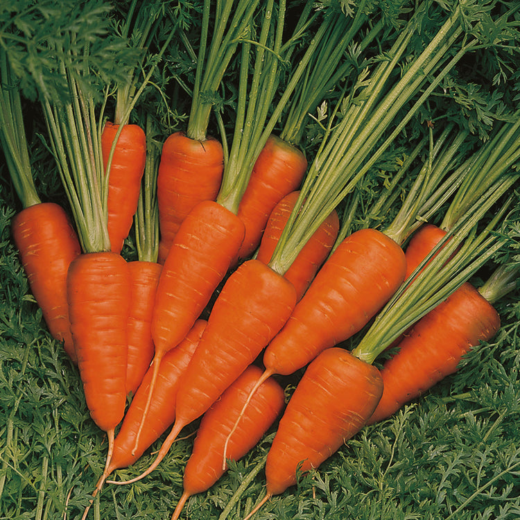 Unwins Patio Carrot Short N Sweet Seeds