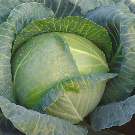 Unwins Round Cabbage Madison F1 Seeds