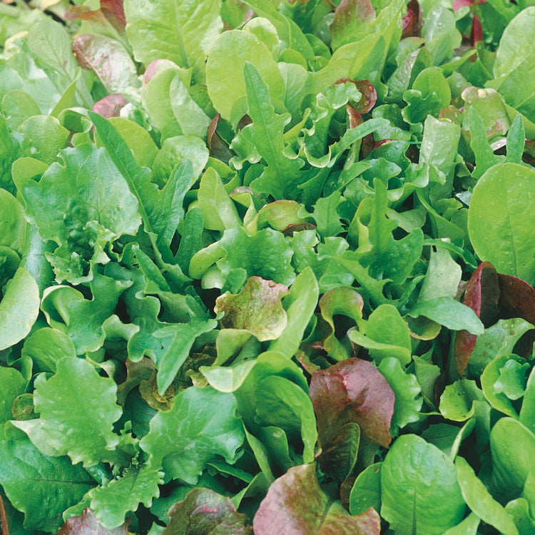 Unwins Lettuce Leaves Mixed Salad Leaves Seeds