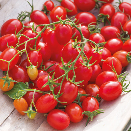 Unwins Cherry Plum Tomato Romello F1 Seeds