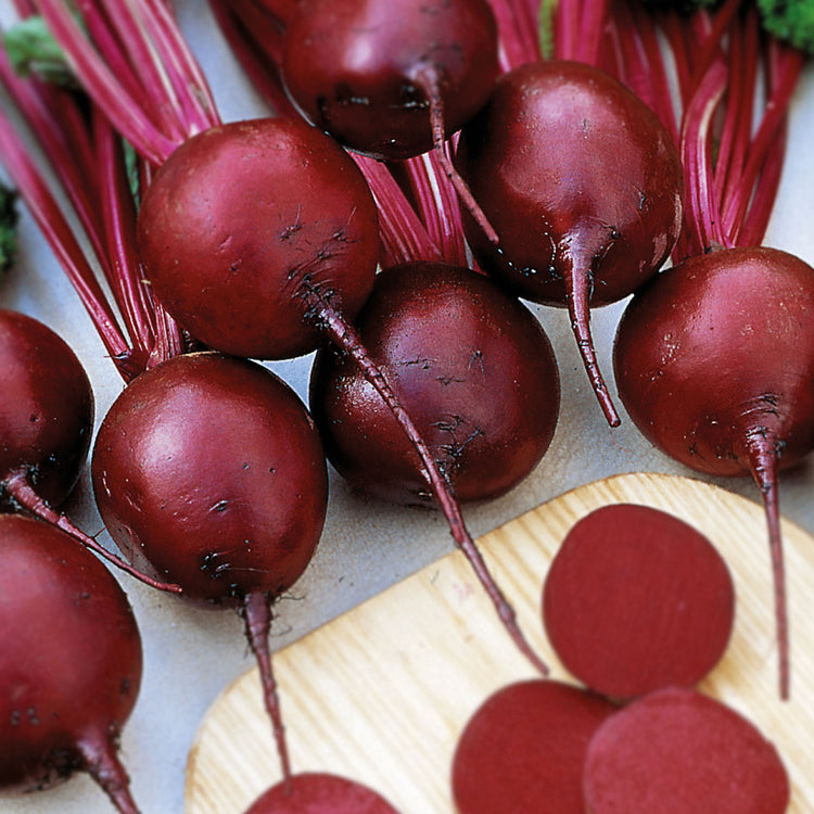 Unwins Round Beetroot Baby Beet Action F1 Seeds