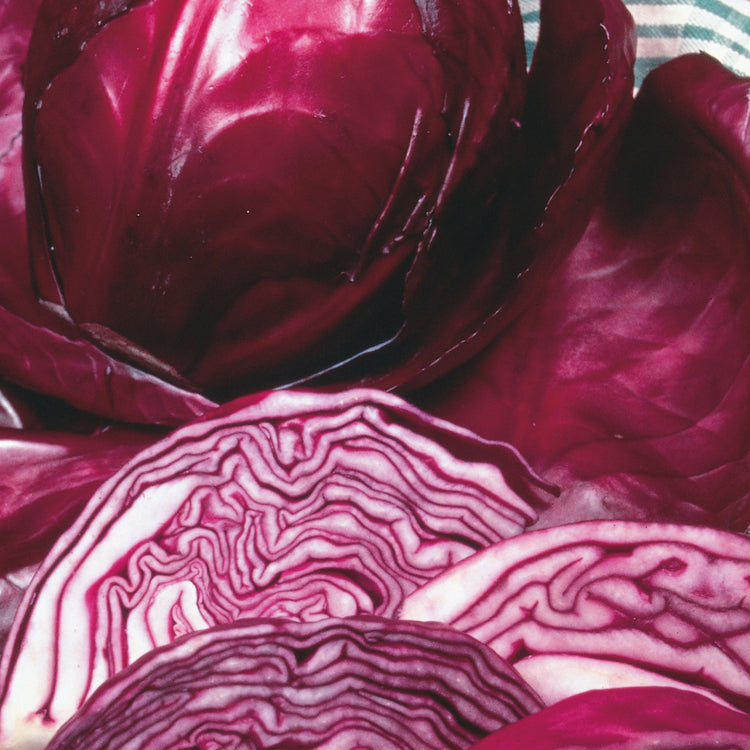 Unwins Round Cabbage Red Rookie F1 Seeds