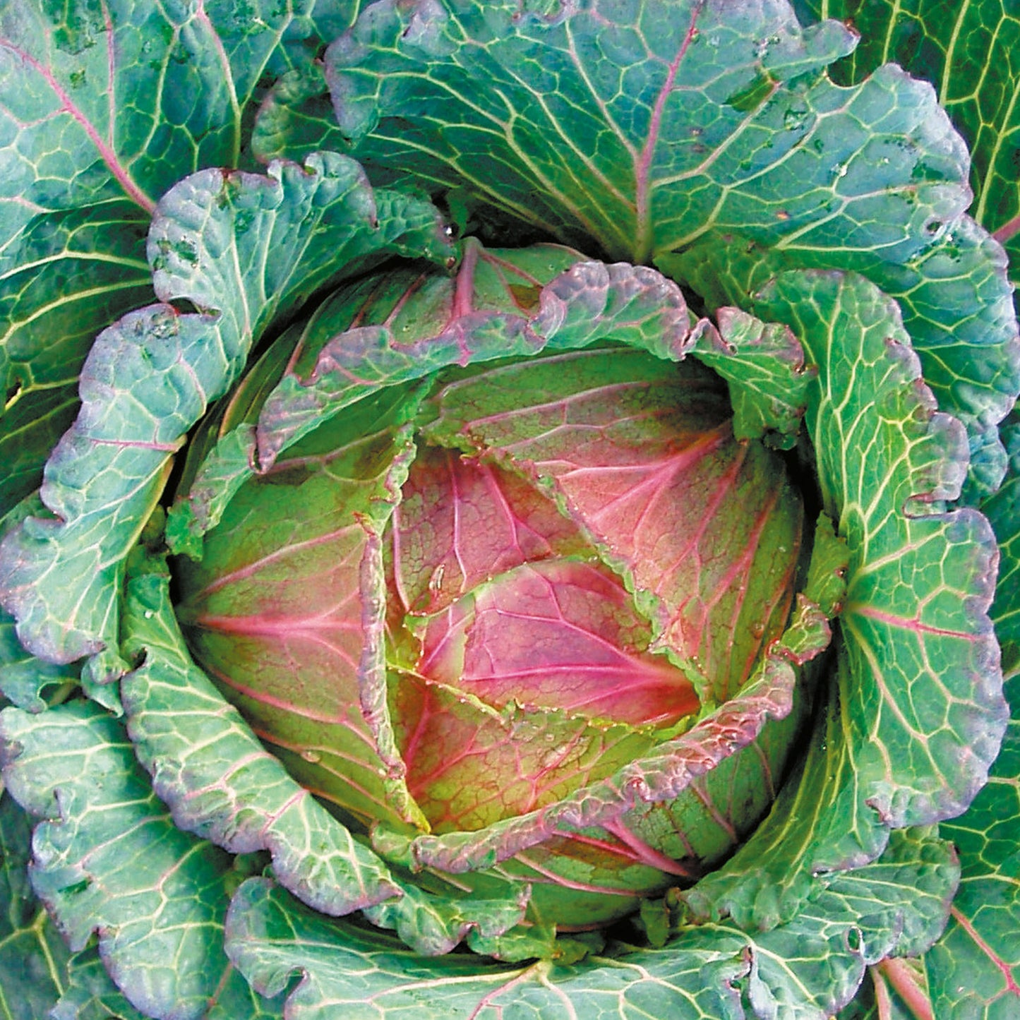 Unwins Cabbage Marabel F1 Improved January King Seeds - lifestyle