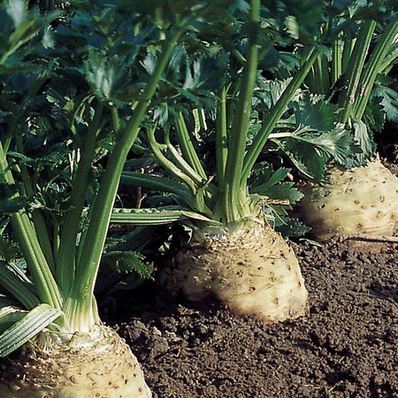 Unwins Celeriac Brilliant Seeds