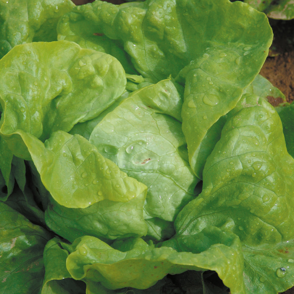 Butterhead Unwins Butterhead Lettuce Attraction Seeds - Vegetable Seeds – Unwins UK