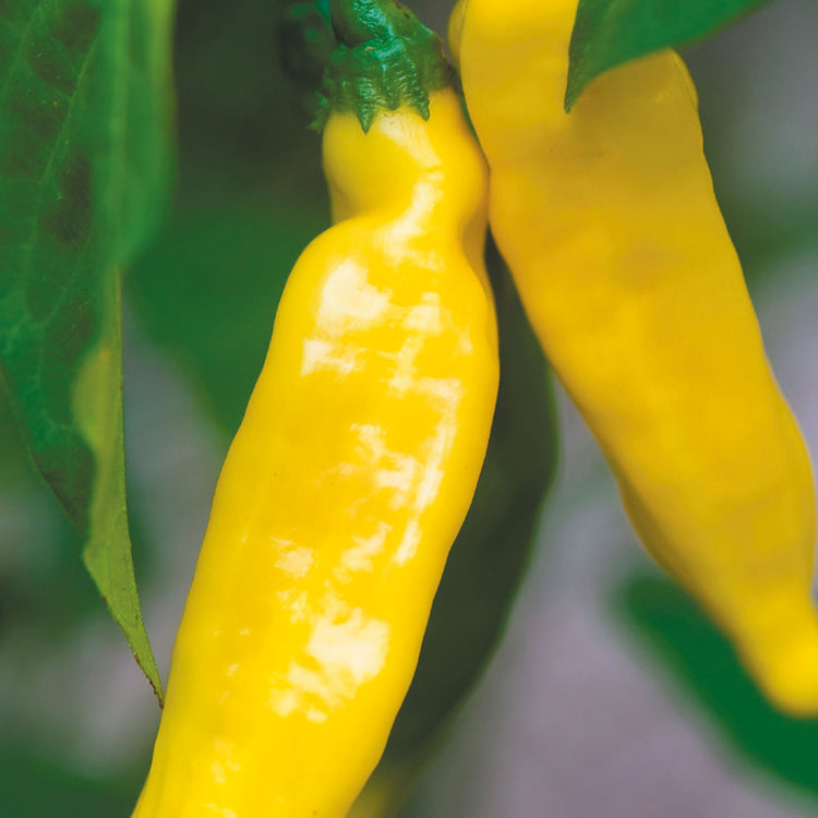 Seeds Pepper Bitter Hot Romanian Yellow Vegetable NON GMO Organic