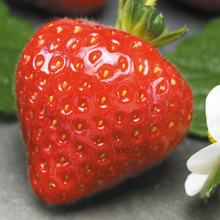 f1 strawberry seeds Unwins Strawberry Grandian F1 Seeds