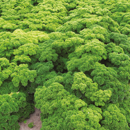 Unwins Parsley Robust Seeds