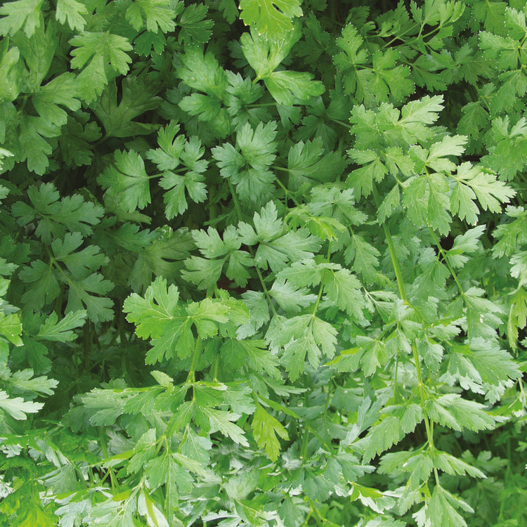 Unwins Parsley Laura Seeds