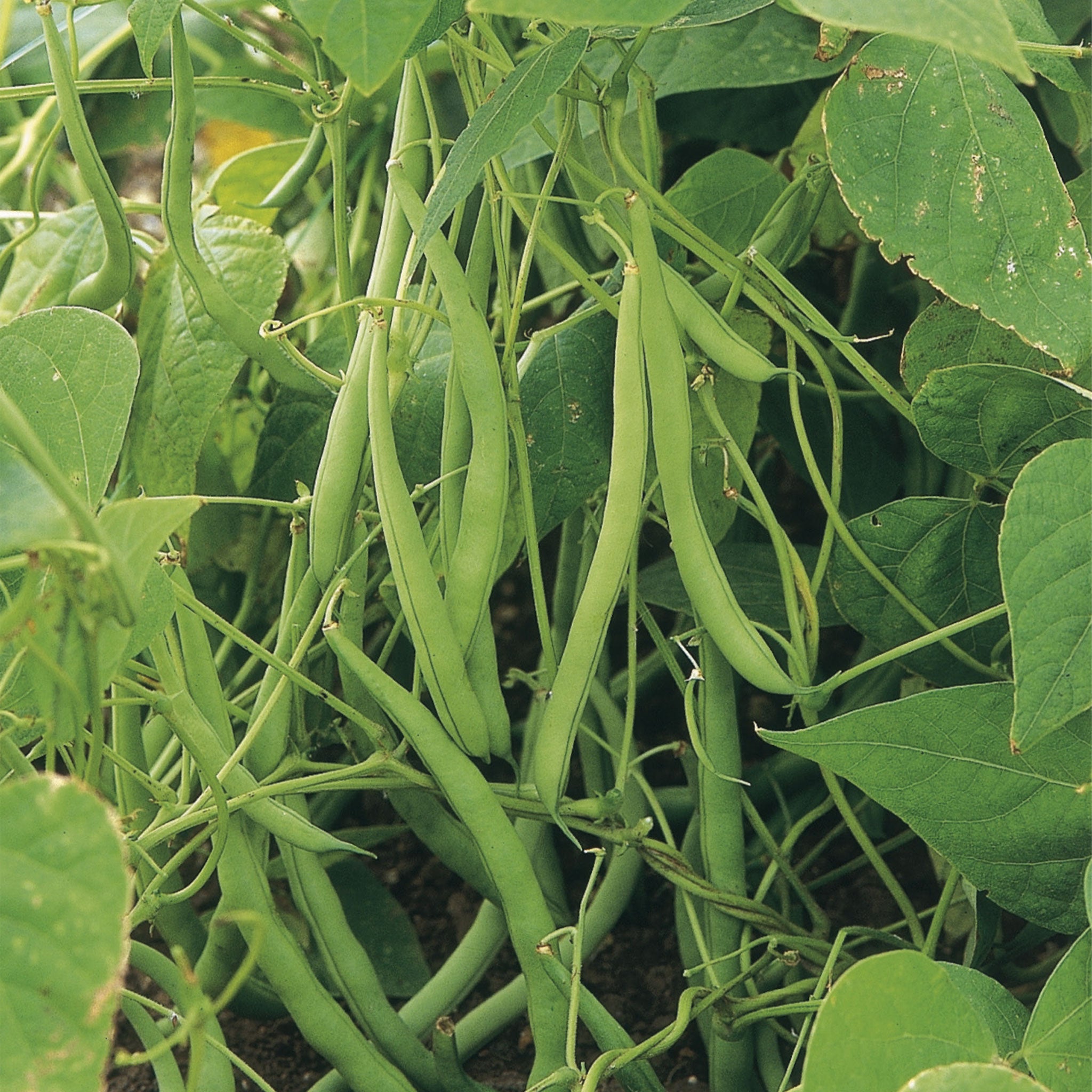 Unwins Organic Climbing French Bean Cobra Seeds | Marshalls Garden ...