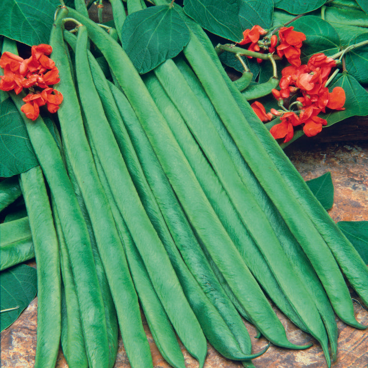 Unwins Organic Runner Bean Scarlet Emperor Seeds