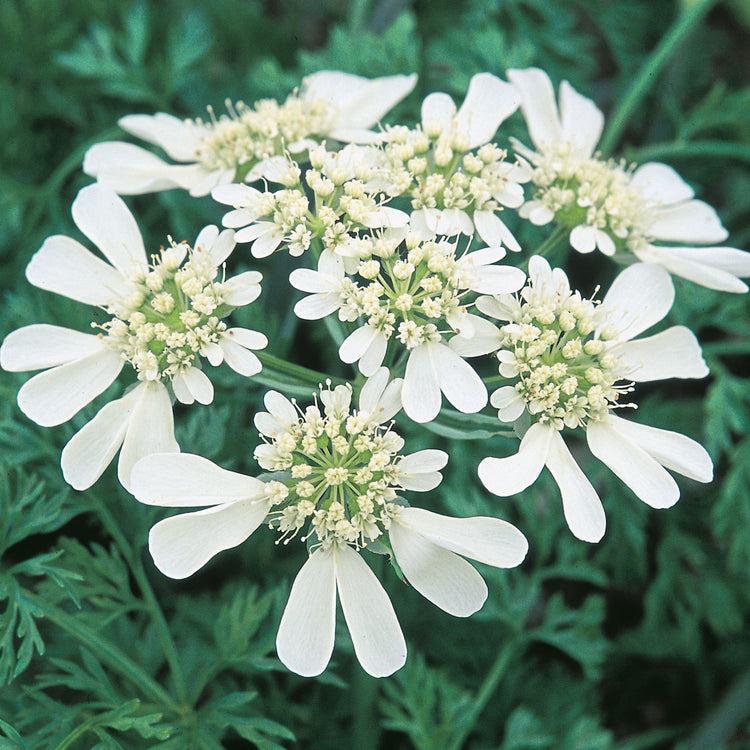 Unwins Orlaya White Lace Flower Seeds