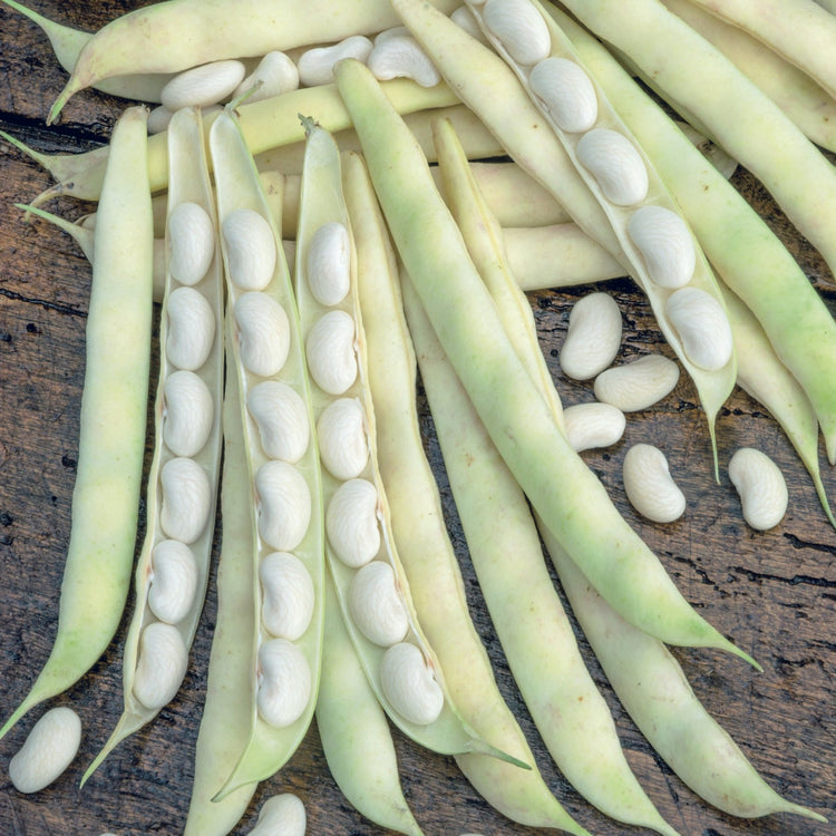 Unwins Cannellini Bean Sorano Seeds