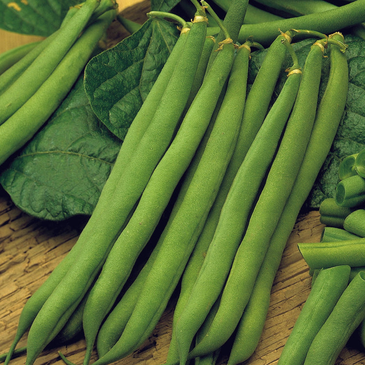 Unwins Dwarf French Bean Top Crop Seeds