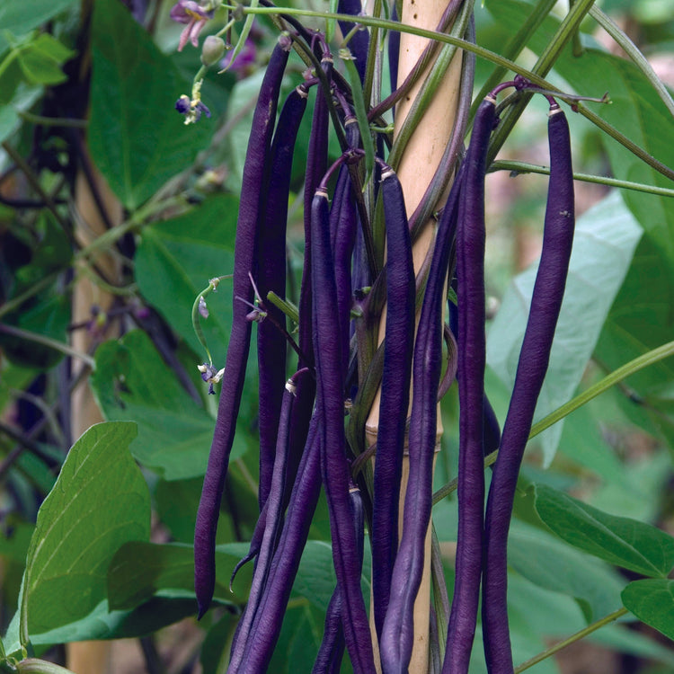 Unwins Climbing French Bean Purple Cascade Seeds