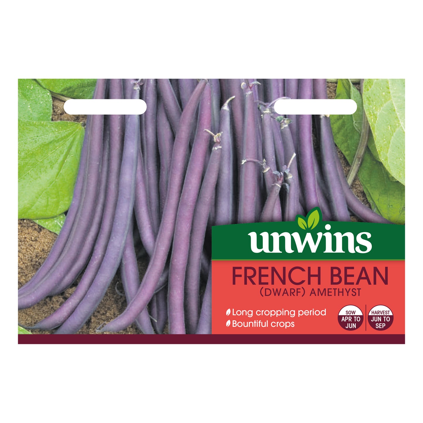 Unwins Dwarf French Bean Amethyst Seeds front