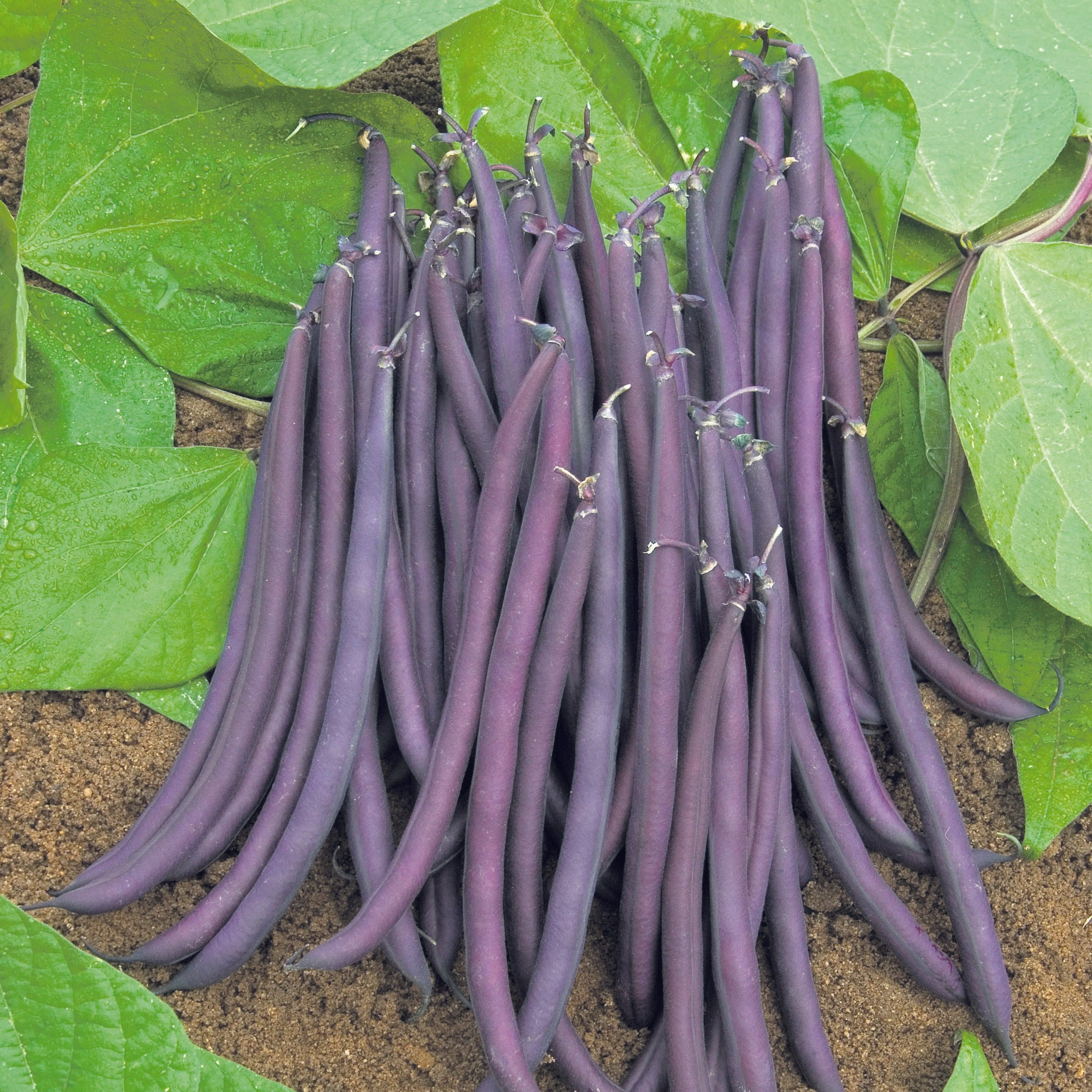 Unwins Dwarf French Bean Amethyst Seeds - Vegetable Seeds – Unwins UK